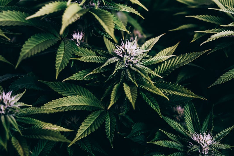 Marijuana plants