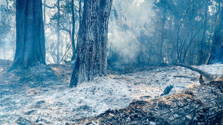First Responders Find Adorable Puppy in Ashes of Area Destroyed by California Wildfire