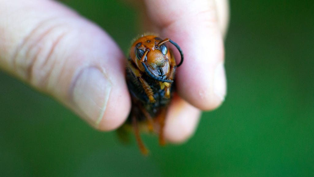 Murder hornet queen with unusual color discovered