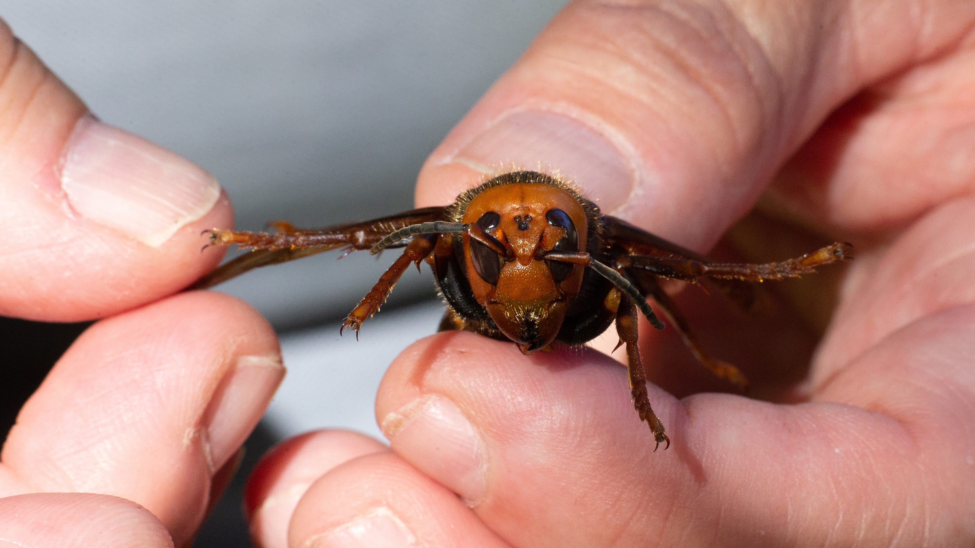 Largest ‘murder hornet’ nest to date destroyed, more than 1,500 insects