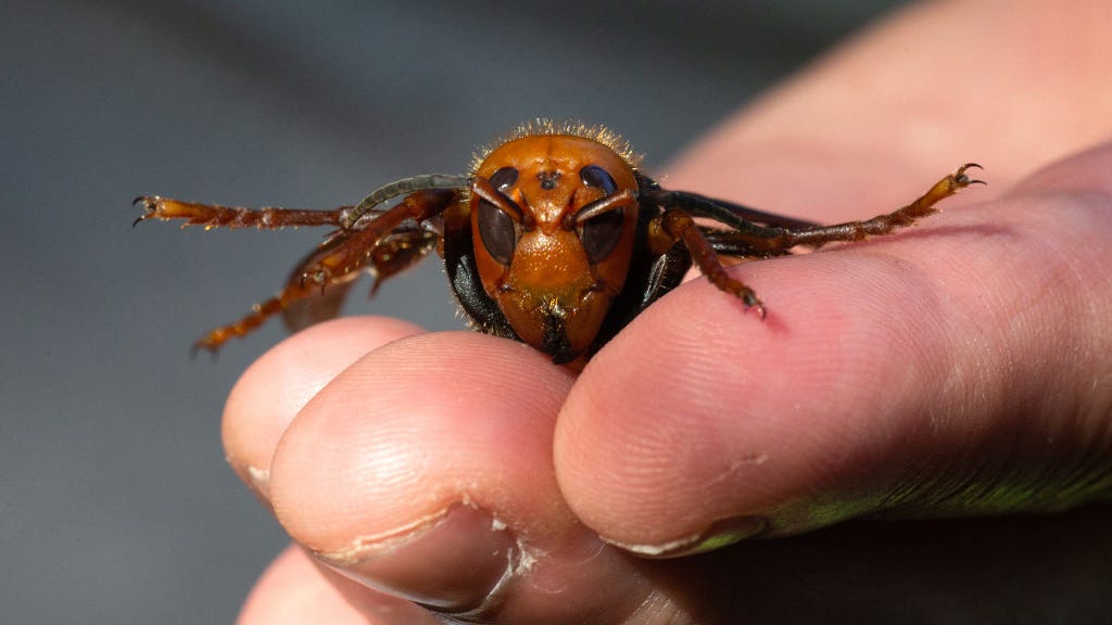 The first murder hornet of 2021 has been spotted