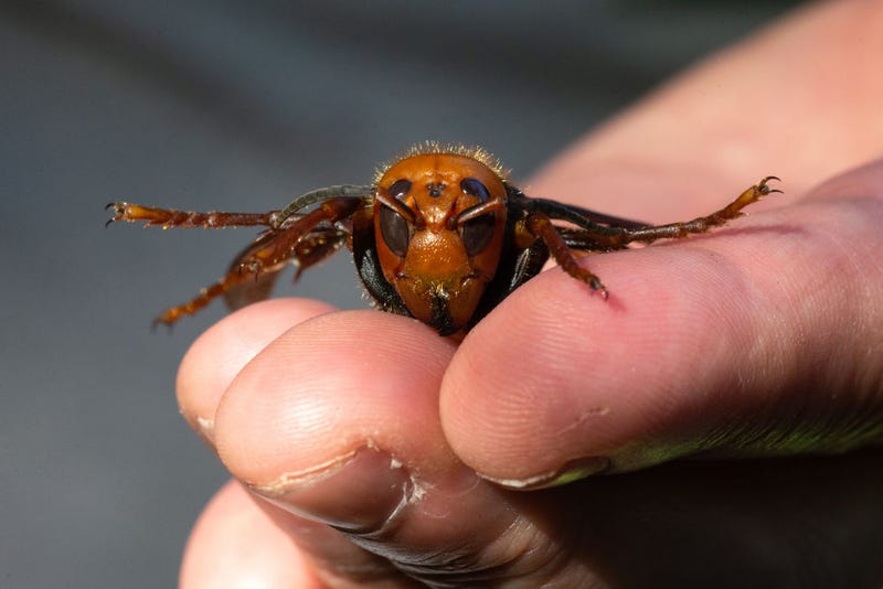Murder Hornet