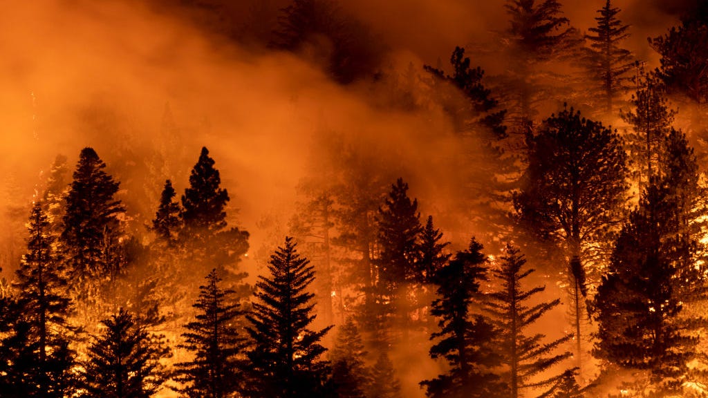 Young Boy Found Dead Clutching His Dog After Trying to Escape Wildfire
