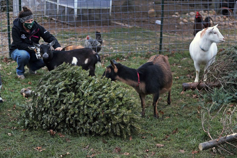 HANSON, MA - DECEMBER 29: Christanie Channell is pictured with goats at the Channell Homestead as they chow down on used Christmas trees in Hanson, MA on Dec. 29, 2020. These goats eat Christmas trees after families throw them away. (Photo by Jim Davis/The Boston Globe via Getty Images)