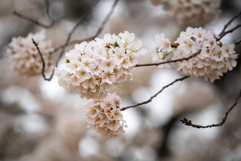 Cherry Blossom