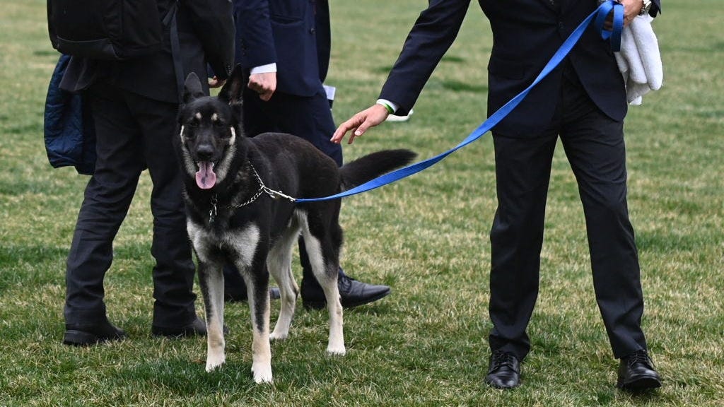 'Dog Whisperer' Cesar Millan weighs in on Biden's dog Major, second biting incident