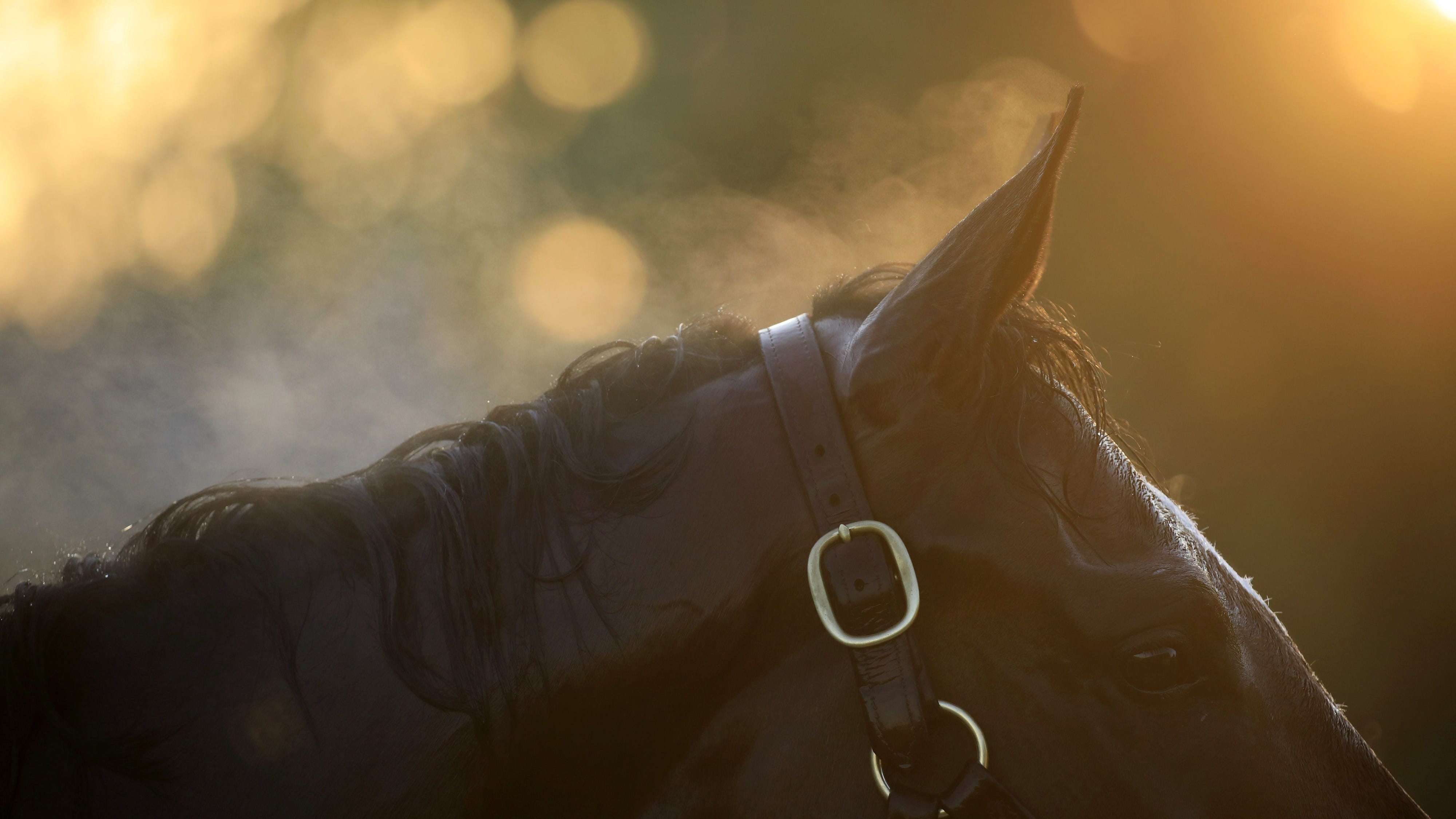 Veterinarian sentenced to 11 years in prison for role in racehorse doping scheme