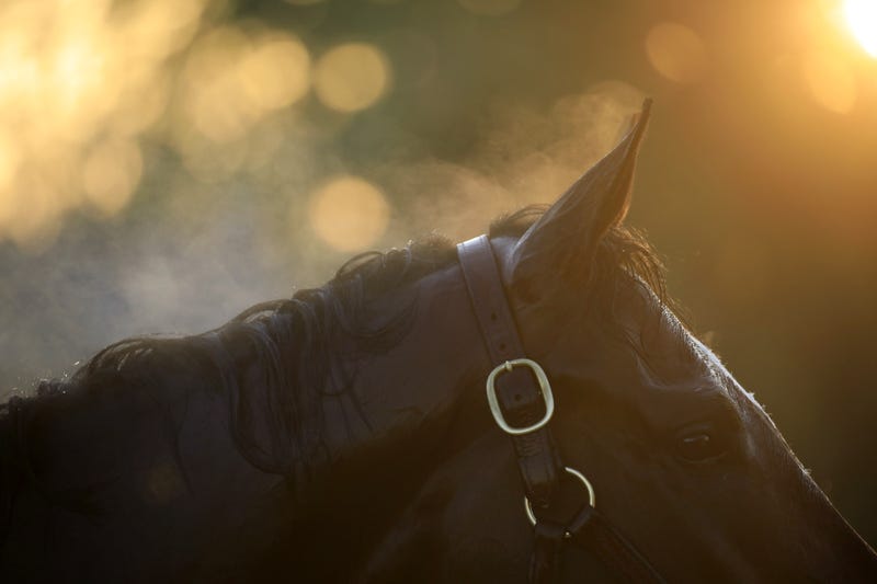 Racehorse at Kentucky Derby
