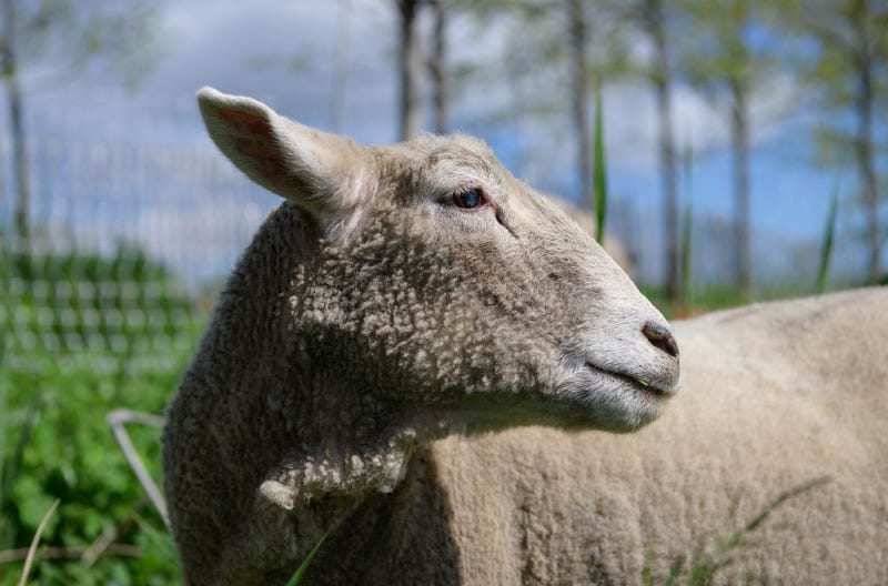 Five sheep brought down from Albany graze on Governors Island on April 30, 2021 to help control invasive plants