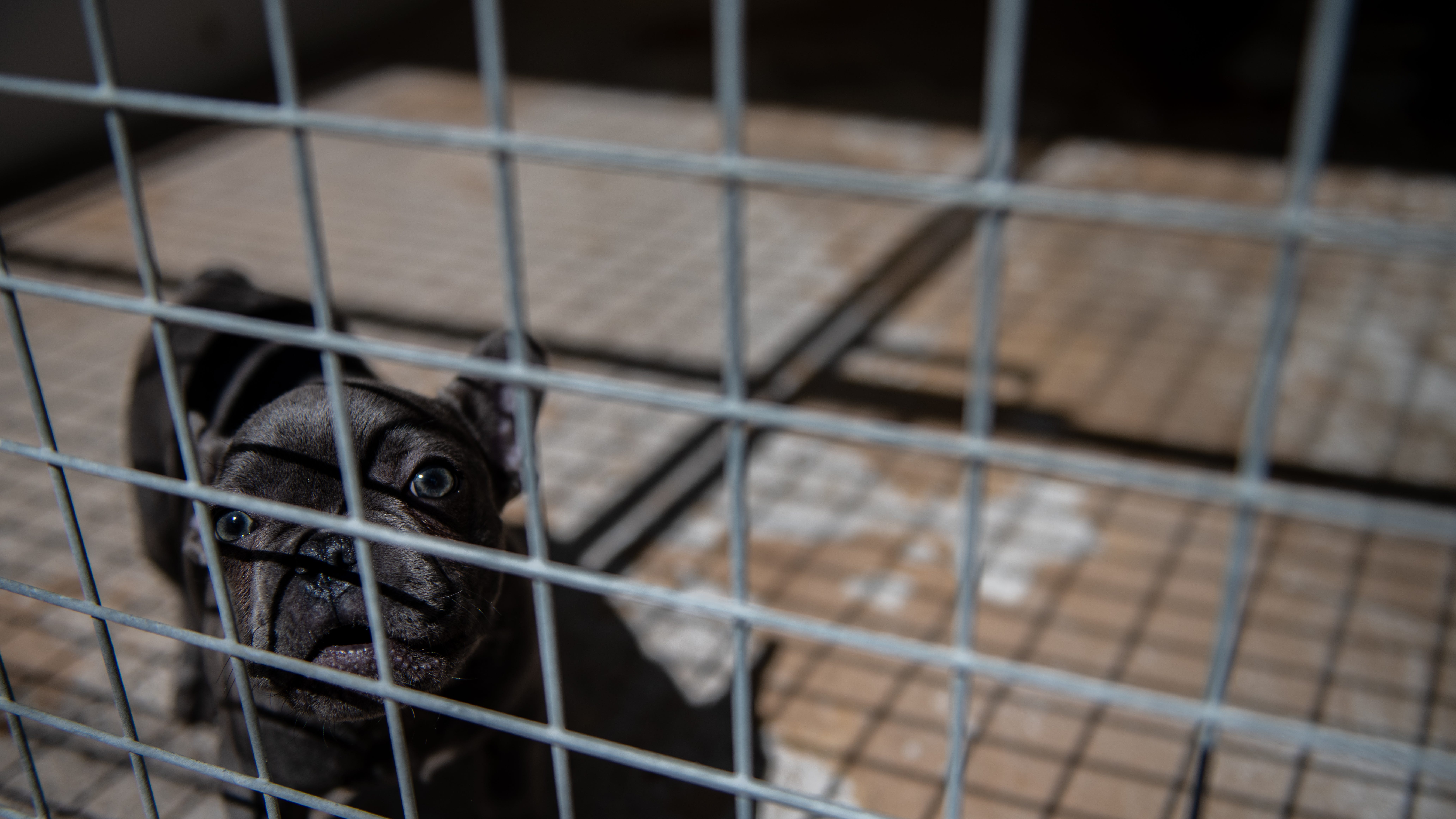 PUPPY HEIST: 7 french bulldog puppies stolen on LI