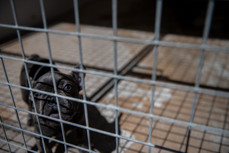 A French bulldog puppy, not one of the specific dogs that were stolen on Sunday.