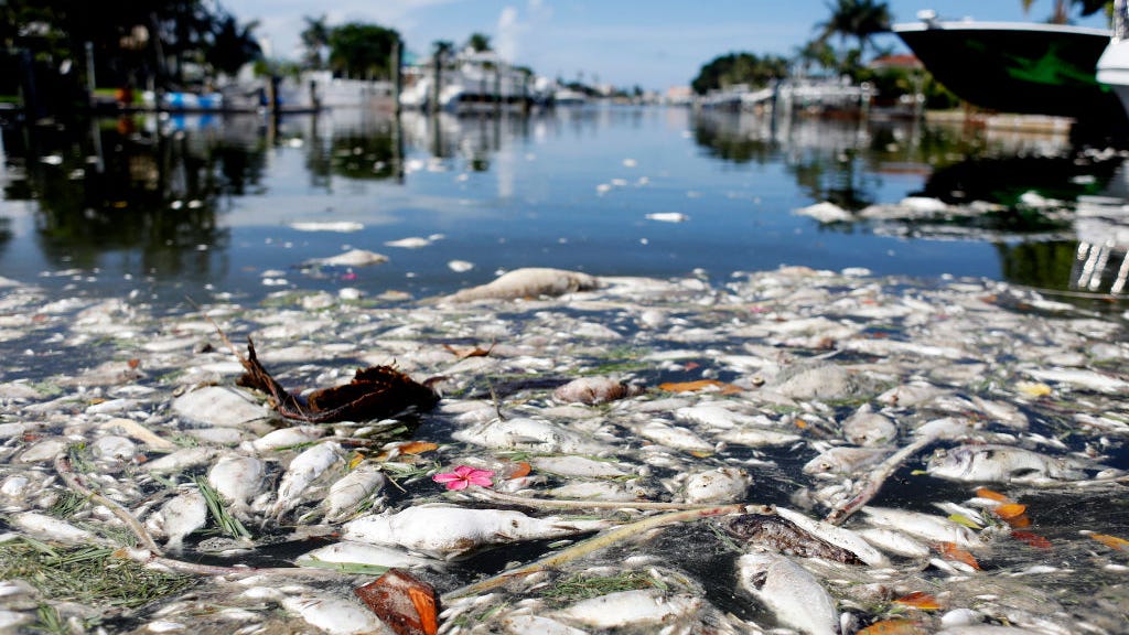 Red tide engulfs numerous beaches, but what is it?