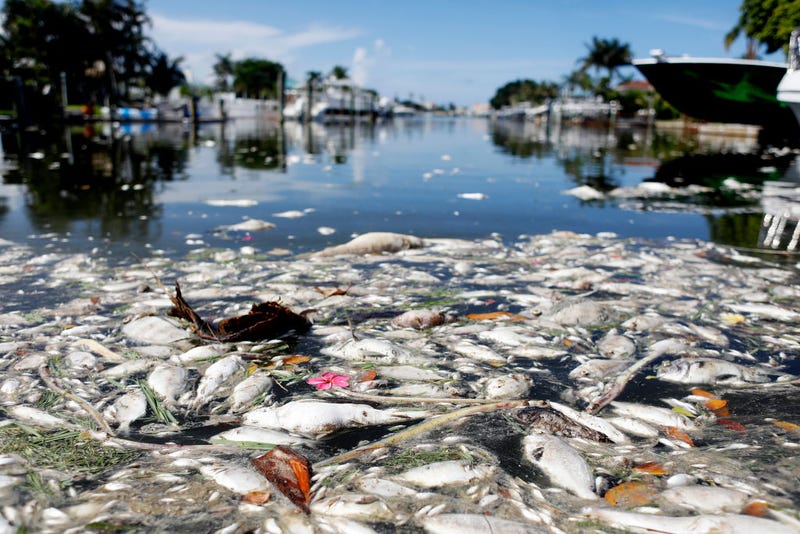 Thousands of dead fish float in the Boca Ciega Bay located near the mouth of Madeira Beach on July 21, 2021 in Madeira Beach, Florida. Red tide, which is formed by a type of bacteria, has killed several tons of marine life in Florida so far this year. (Photo by Octavio Jones/Getty Images)