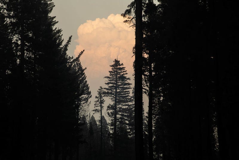 A pyrocumulus cloud peaks through the trees on August 9, 2021 near Greenville, California.