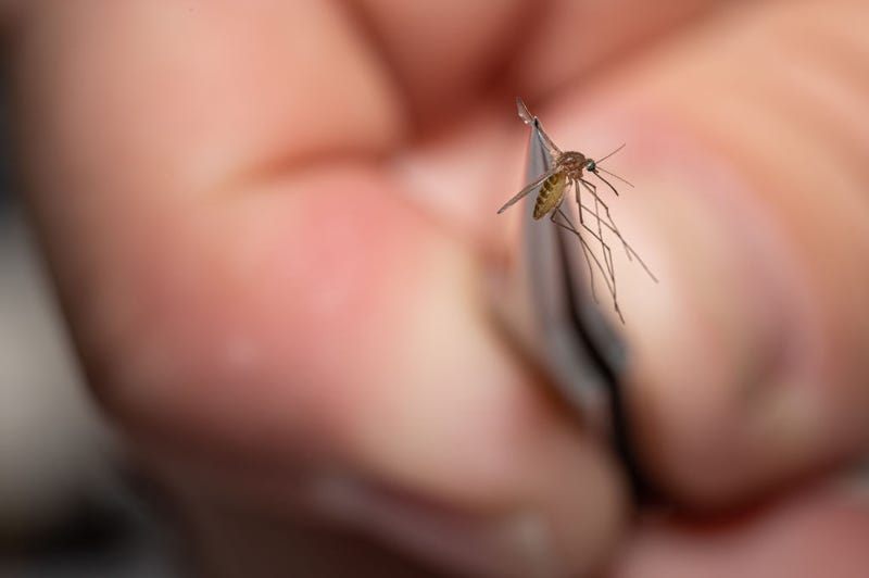 Matthew Vanderpool, environmental health specialist and entomologist for the Louisville Metro Department of Public Health and Wellness, displays a mosquito collected earlier in the day on August 25, 2021 in Louisville, Kentucky. Vanderpool specializes in mosquito control, a public health process that involves placing traps to collect specimen, identifying various mosquito species, and testing the samples for mosquito-borne diseases. Lab technologists test for Saint Louis encephalitis, West Nile virus, La Crosse encephalitis, and Eastern equine encephalitis.(Photo by Jon Cherry/Getty Images)