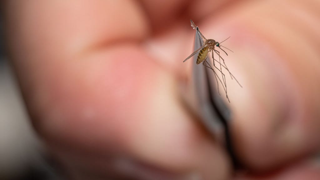 Mosquitoes carrying West Nile virus found in Mountain View, Palo Alto