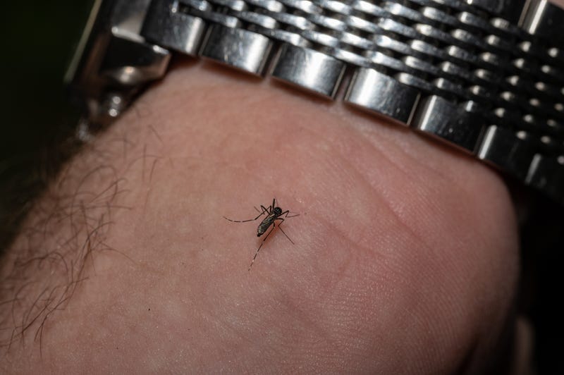 mosquito