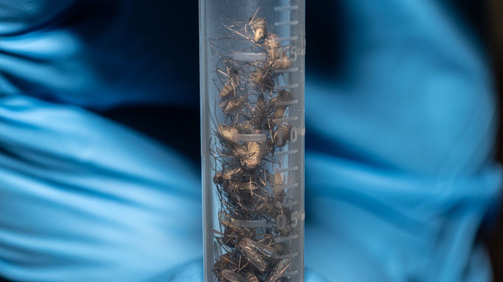 NYC West Nile Virus cases, positive mosquito pools surge in 2021