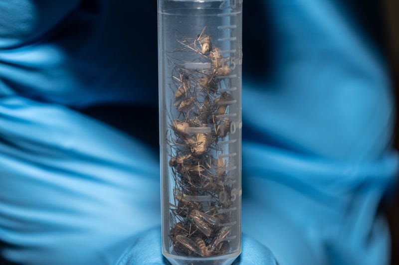 A lab technologist with the Louisville Metro Department of Public Health and Wellness holds a test tube full of mosquitos in a lab at Health Department headquarters on August 25, 2021 in Louisville, Kentucky. For mosquito control and tracking of mosquito-borne diseases, female mosquitos are collected, frozen, and brought to the laboratory techs. 