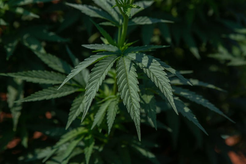 The owner of a San Mateo County hemp farm is facing dozens of charges after allegedly failing to pay his employees.
