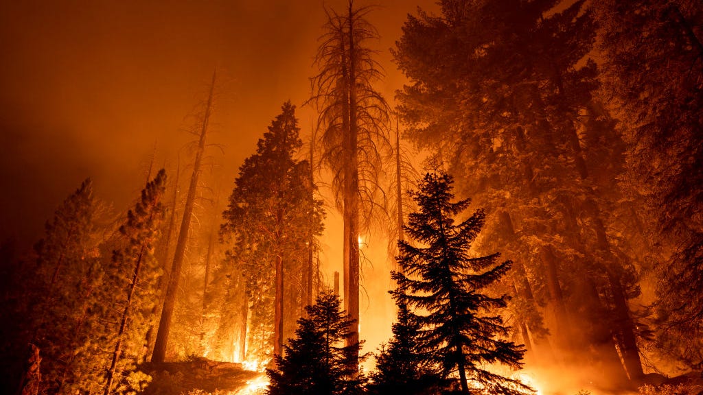California's iconic sequoia trees may fall victim to wildfires