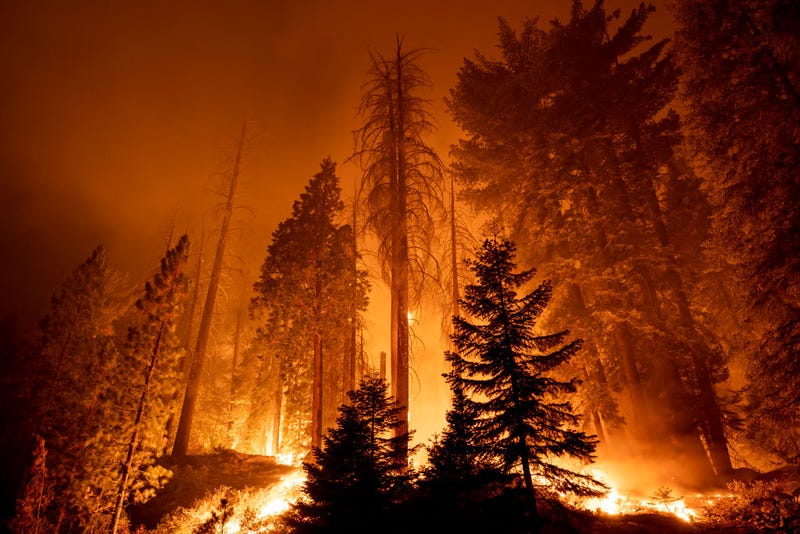 California’s iconic sequoia trees may soon fall victim to wildfires.