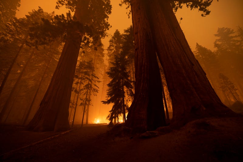 As much as 5% of the large giant sequoias in the Sierra Nevada died in this year’s KNP Complex and Windy fires, according to newly released estimates from the National Park Service.