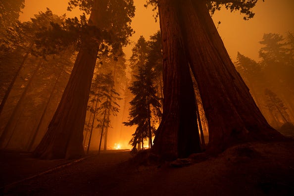 The Windy Fire blazes through the Long Meadow Grove of giant sequoia trees near The Trail of 100 Giants overnight in Sequoia National Forest on September 21, 2021 near California Hot Springs, California.