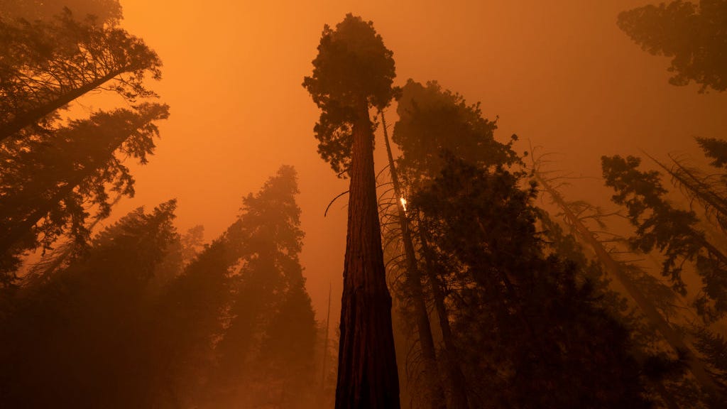 'Hundreds' of giant sequoia trees feared lost to California wildfire