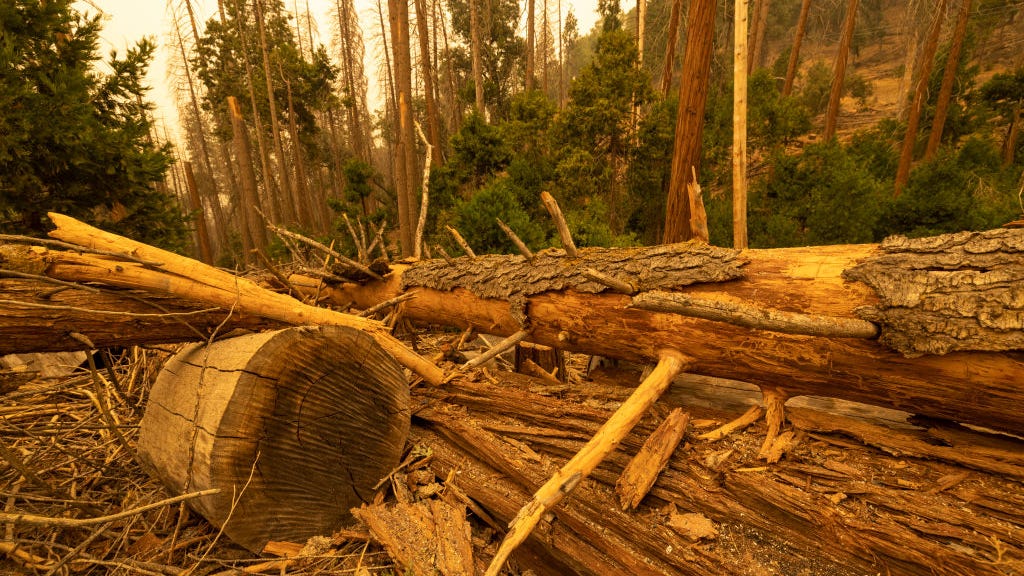 The future of California's iconic giant sequoias amid catastrophic wildfires