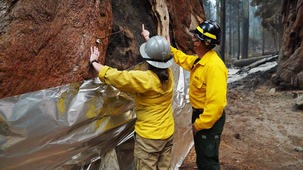 You've seen photos of California's foil-wrapped giant sequoias. See them now – after the fire