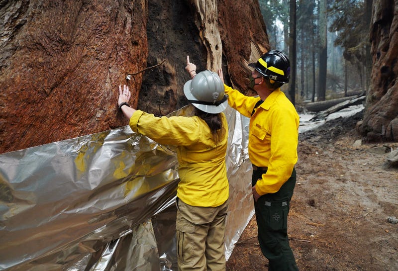 National Park Service staff inspect a burn scar at the base of one of The Four Guardsmen giant sequoias seen wrapped with insulated structure protection wrap at the base on September 30, 2021 in Sequoia National Park, California.