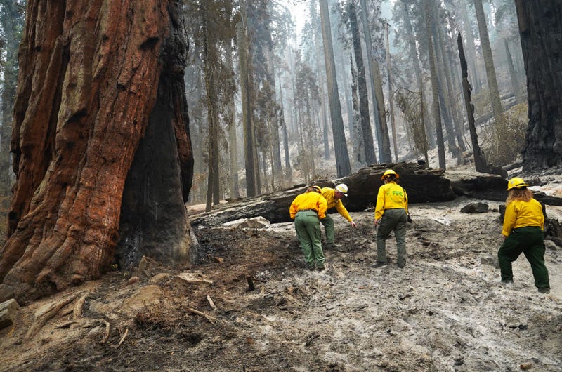 National Park Service public information officers inspect the charred ground around Giant sequoias during a tour of the KNP Complex fire burn area in Giant Forest on September 30, 2021 in Sequoia National Park, California. 