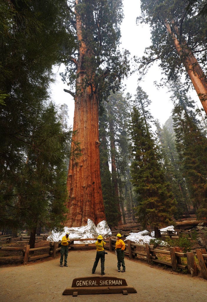  The General Sherman giant sequoia, center, is inspected by National Park Service public information officers during a tour of the KNP Complex fire burn area around Giant Forest on September 30, 2021 in Sequoia National Park, California.