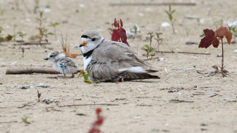 piping plover