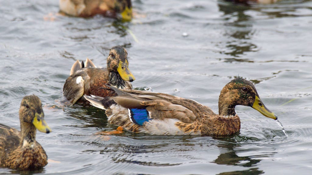 Amplify Energy, subsidiaries to pay $13 million for oil spill off Huntington Beach