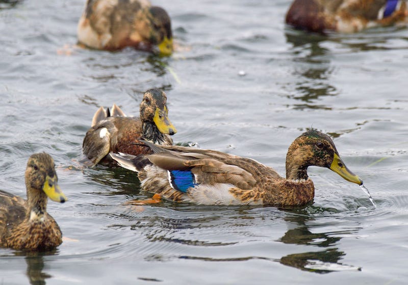 Some of the more than 100 mallard ducks being released behind Beach & Bay Mobile Home Port in Newport Beach, Calif., on Nov. 2, 2021.