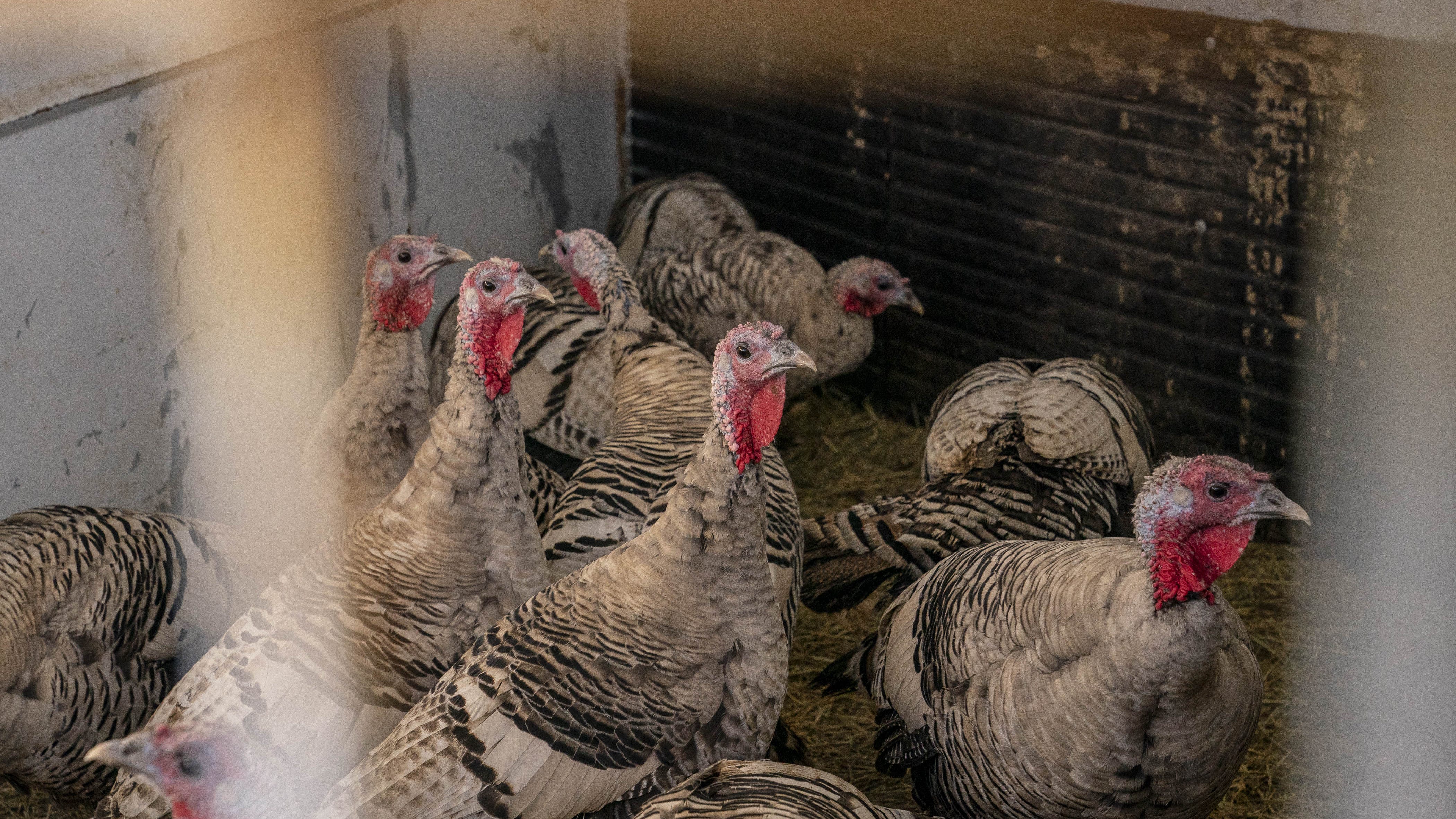 11 turkey farm workers in Pa. charged with cruelty caught on video