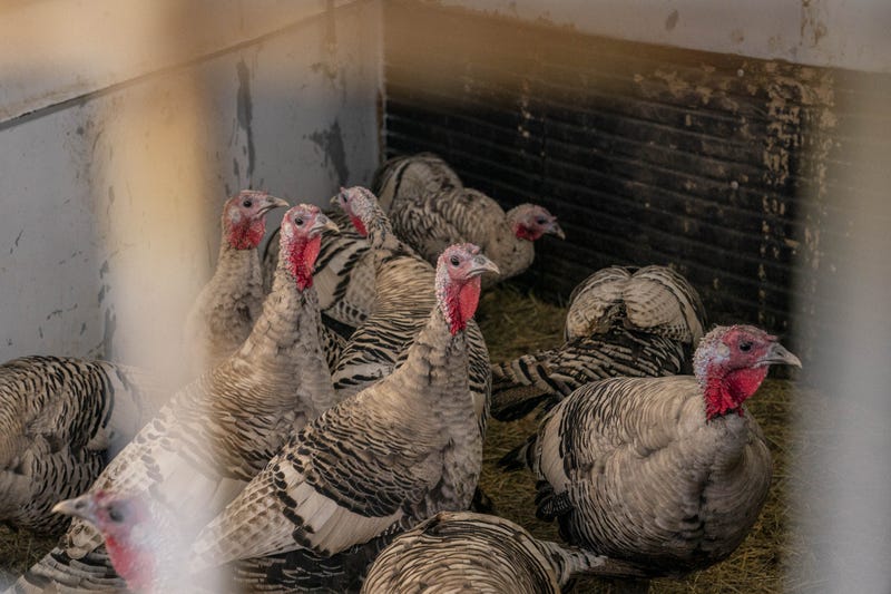 Narragansett turkeys at a farm in Ellensburg, Washington, Nov. 20, 2021.
