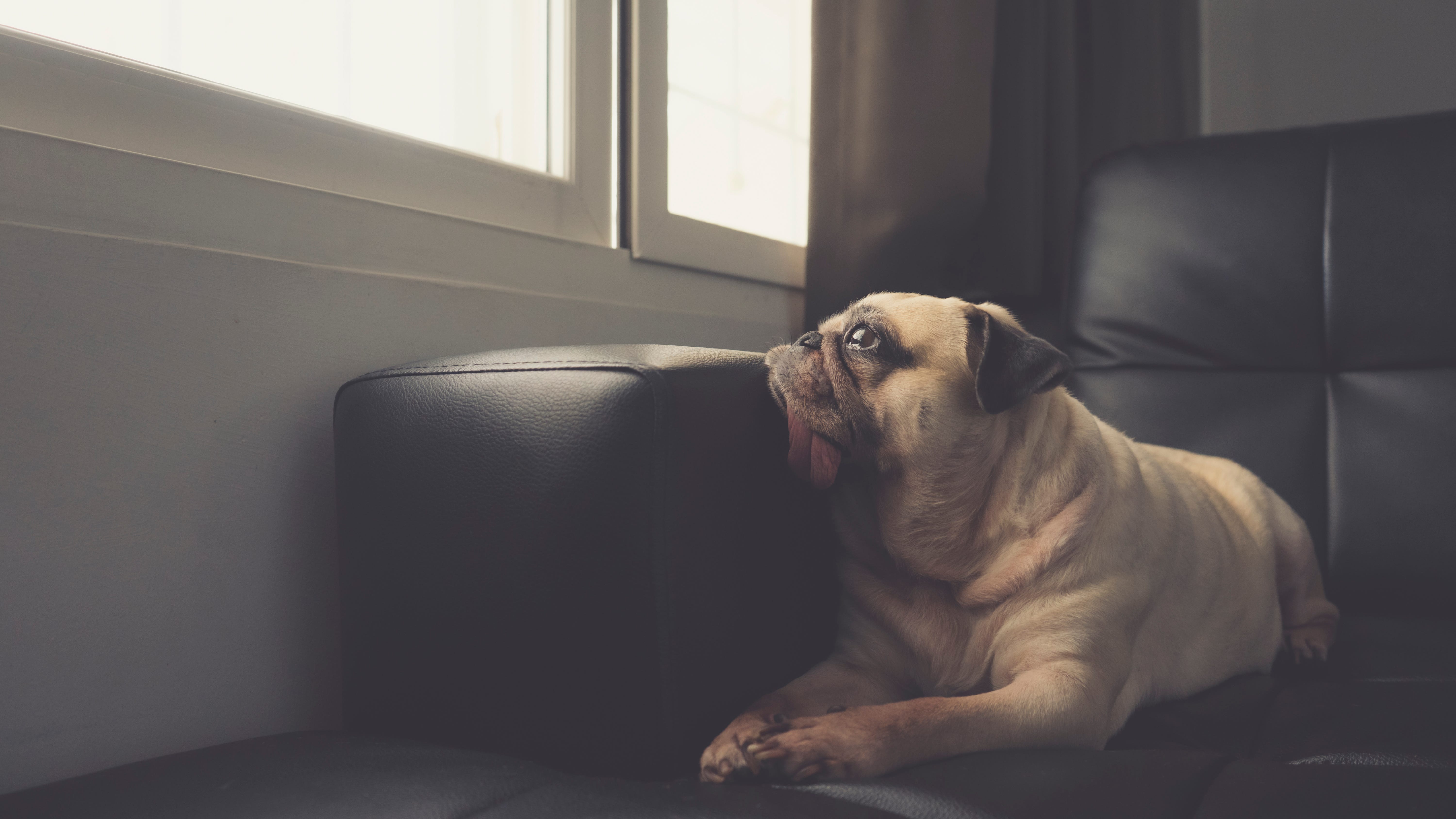 Tips for comforting your pets during Fourth of July fireworks