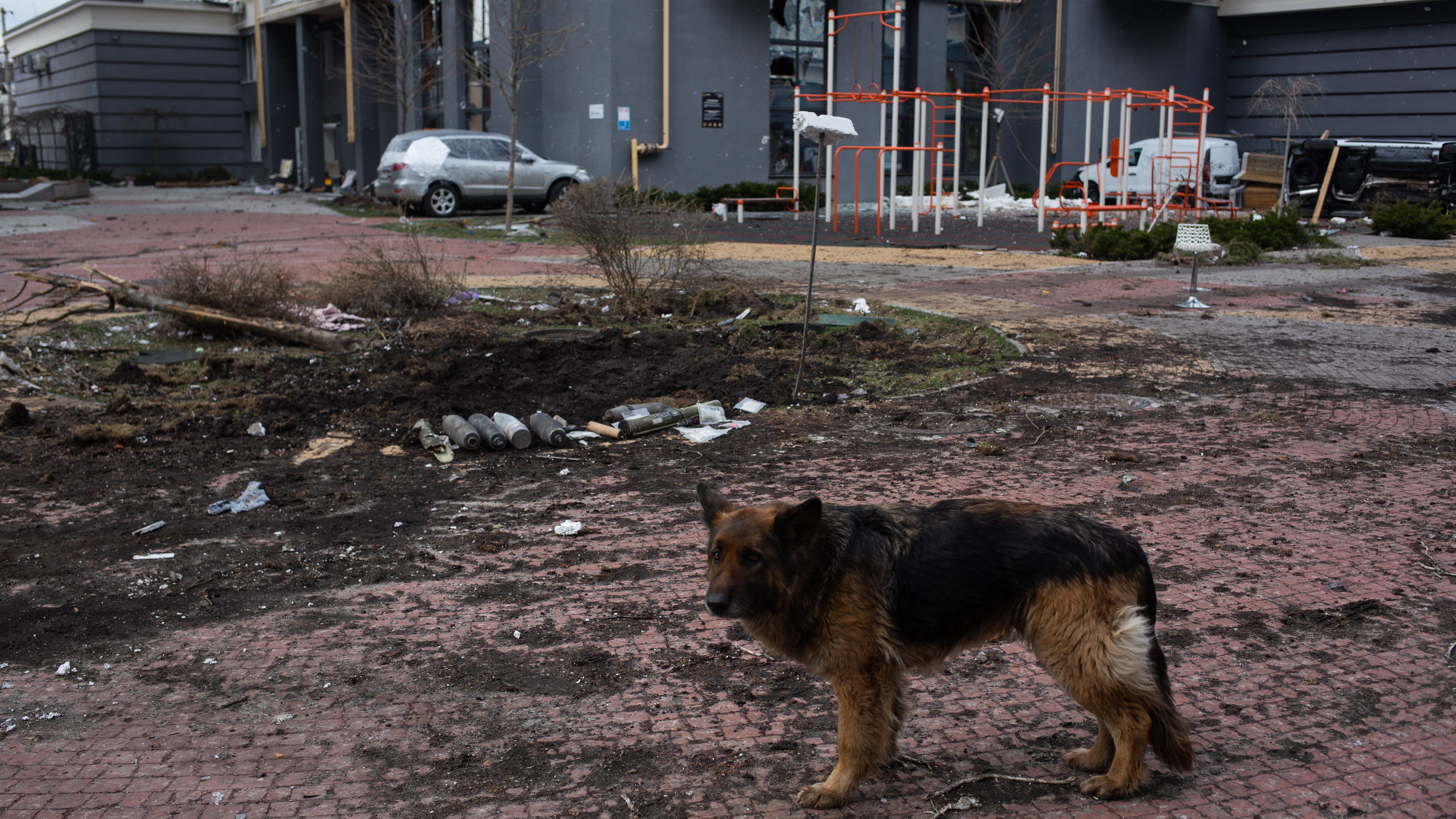 More than 300 dogs found starved to death in Ukrainian shelter