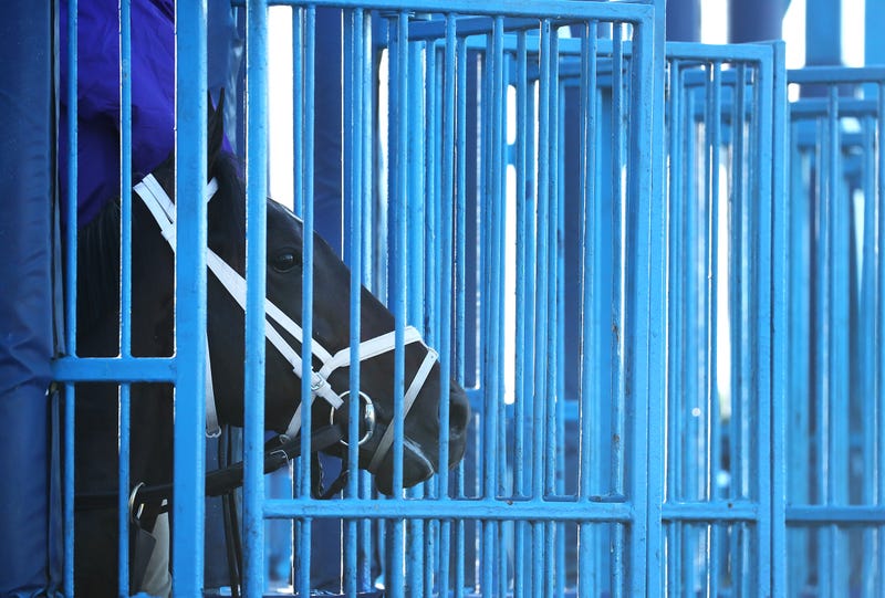 A racehorse at the starting gate.