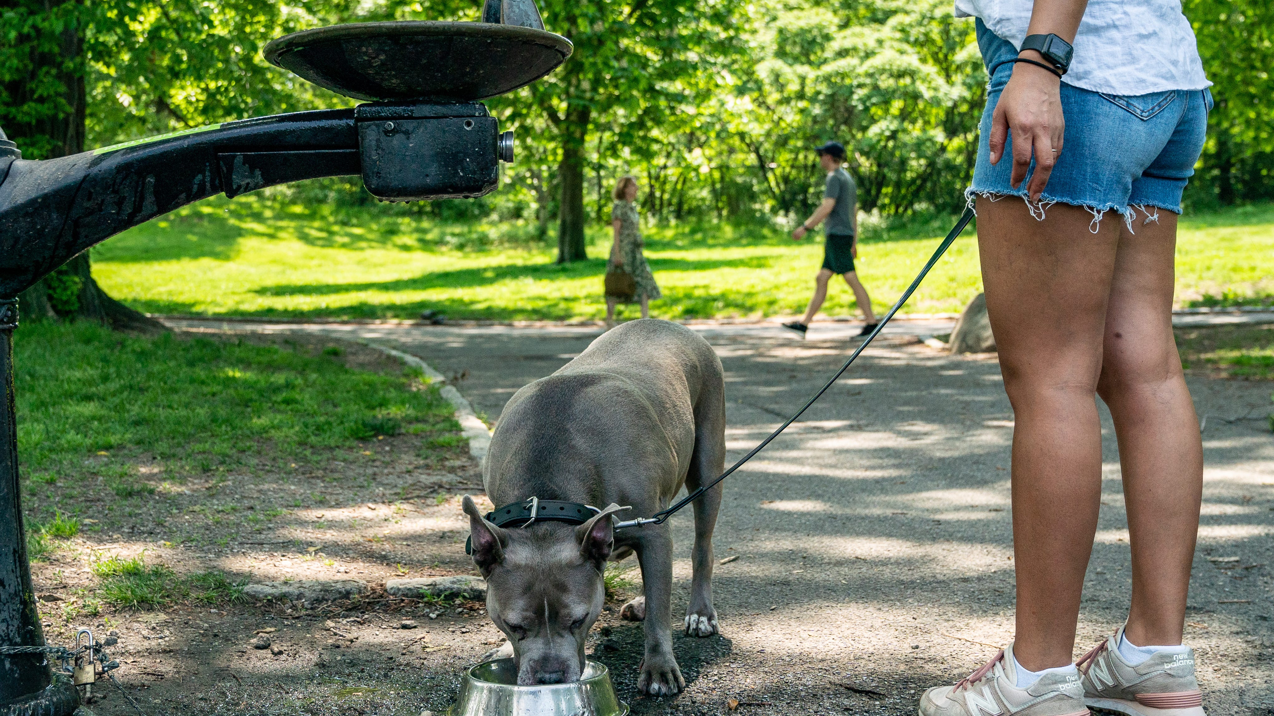 NY passes bill to ban sale of pets in retail shops in effort to end 'puppy mills'