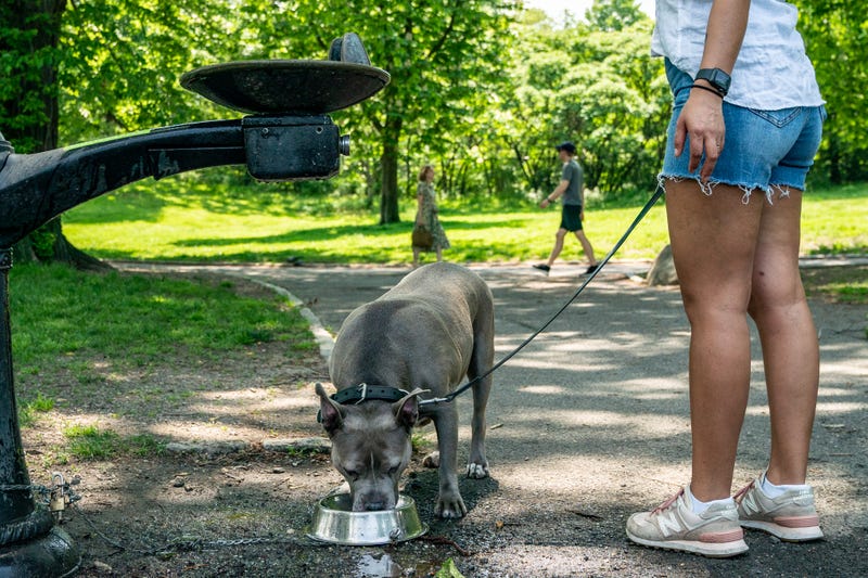 A dog has a drink of water at a water fountain in Central Park on May 22, 2022 in New York City.