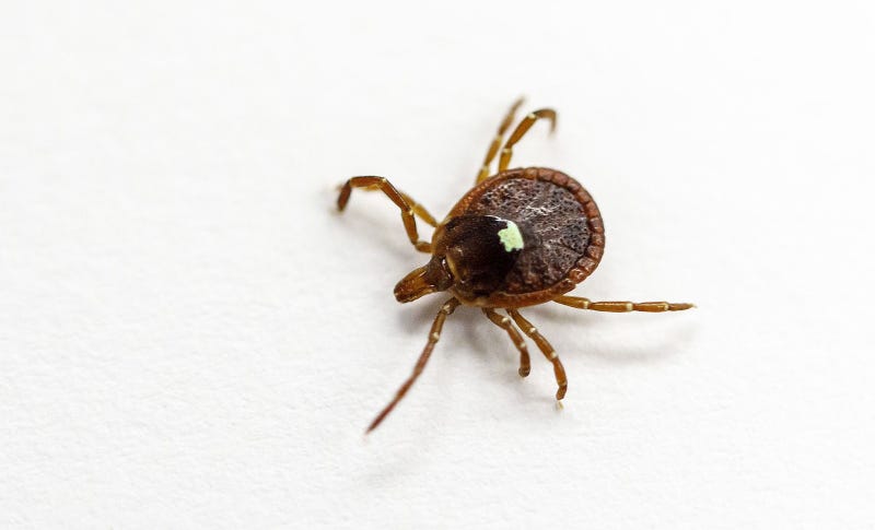 lone star tick 