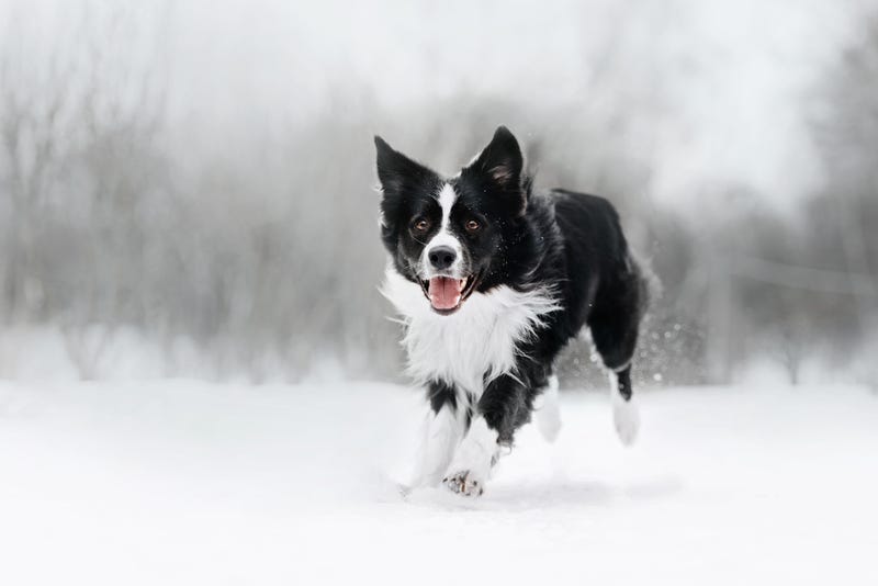 Border collie running in the snow.