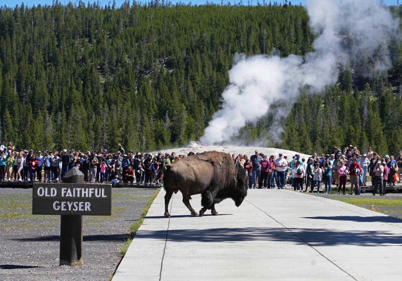 Colorado man survives being gored by a bison in Yellowstone