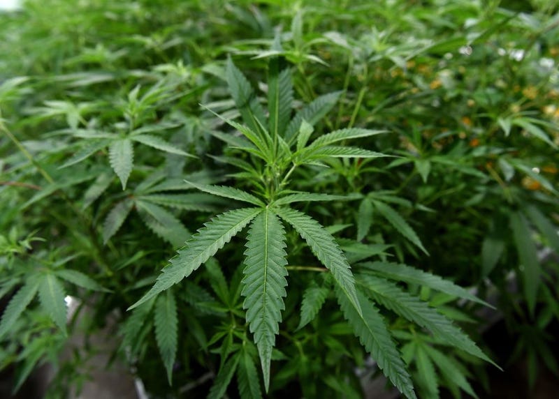 weed