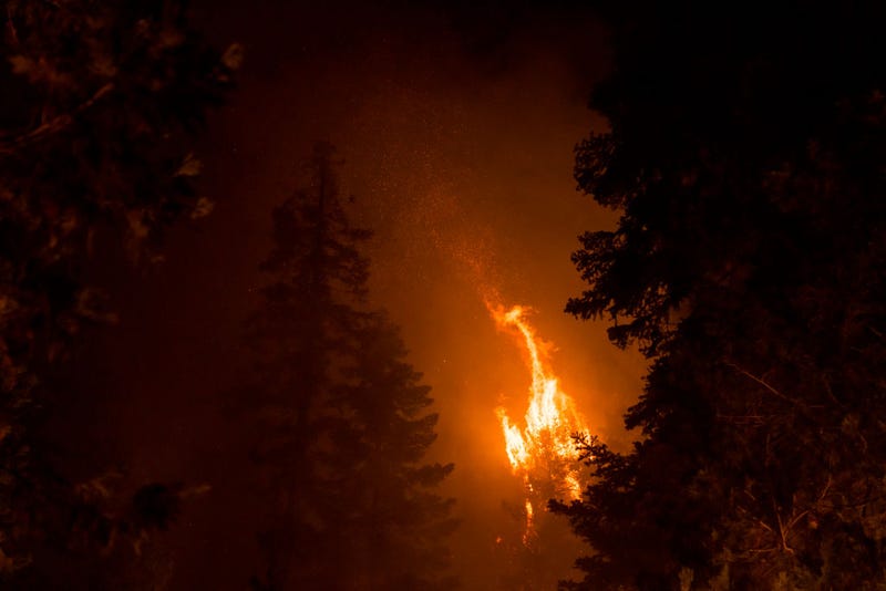 Trees burn during the Mosquito Fire on September 14, 2022 in Foresthill, California. The Mosquito fire has became California’s largest wildfire of the year. (Photo by Eric Thayer/Getty Images)