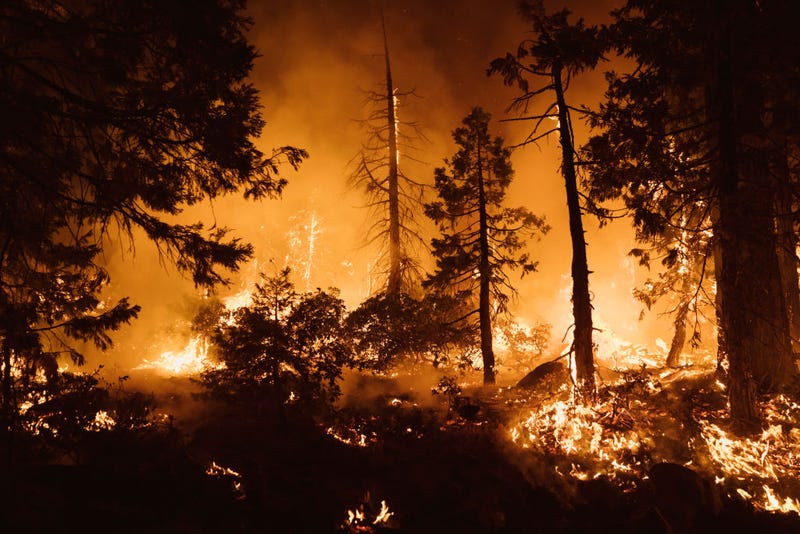Trees burn during the Mosquito Fire on September 14, 2022 in Foresthill, California.